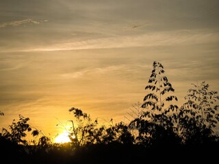 Naturaleza: dorado al atardecer