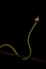 green snake on a white background