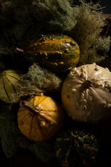 pumpkin on the ground