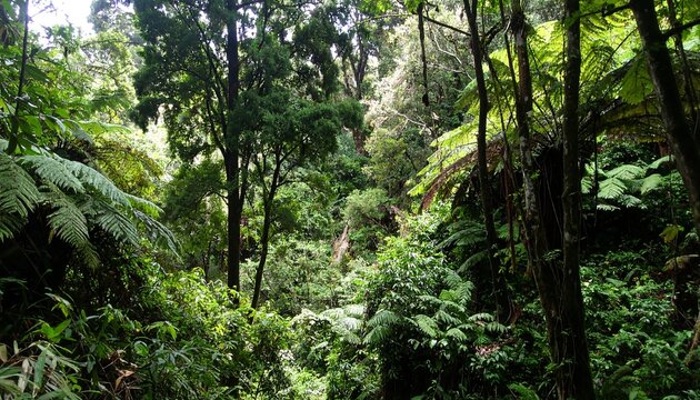 Lush rainforest canopy - Powered by Adobe