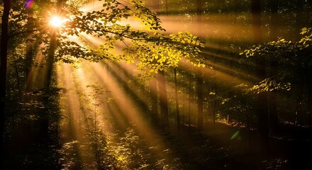 Golden Sunlight Piercing Forest Canopy.