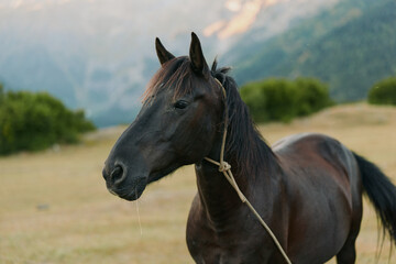 Fototapeta premium A dark brown horse stands in a sunlit meadow, tethered with a simple rope. The calm animal gazes toward the distance as distant mountains glow softly in the background.