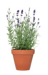 Beautiful potted lavender plant isolated on white