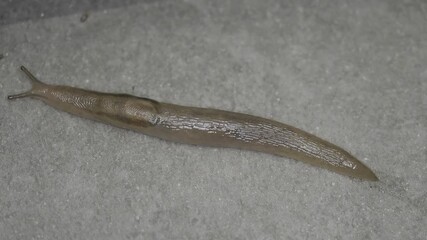 Tokyo, Japan - September 15, 2025: Closeup of a slug on floor