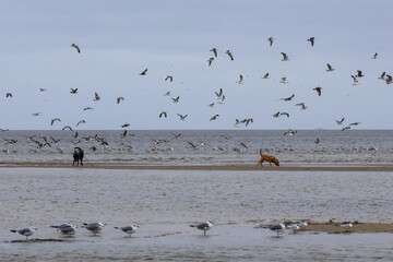 Photo of dogs disturbing seagulls into flight at the beach during the summer