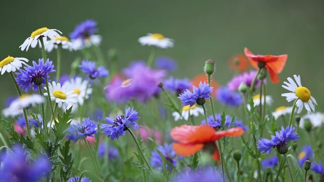 Vibrant wildflowers in a meadow, captured at eye level. The video style emphasizes natural beauty with a soft focus and blurred background. Live desktop wallpaper.