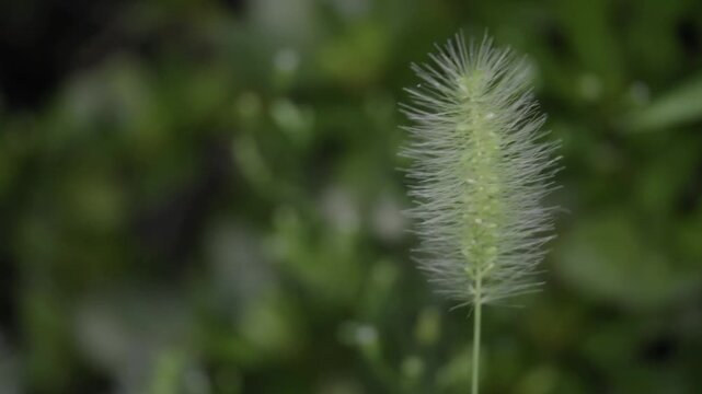 Tokyo Japan - September 16, 2025: Closeup of green bristlegrass against the light