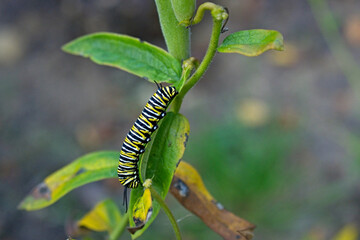 Monarch butterfly - Danaus plexippus - caterpillar climbing on a garden plant in late summer in Michigan