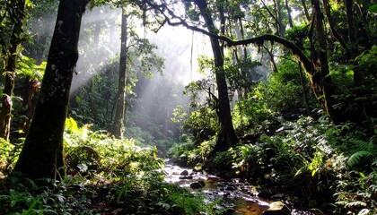 Obraz premium Lush rainforest sunlight