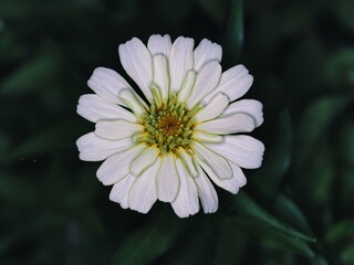 Obraz premium Tokyo, Japan - September 16, 2025: Closeup of white Zinnia flower 