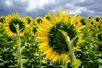 ひまわりの後姿をクローズアップで捉えた写真です。太陽に向かって咲くひまわりの茎や葉が詳細に写っており、力強い生命力を感じさせます。