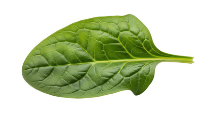 Fototapeta premium A Detailed Close-Up of a Single Spinach Leaf Showcasing Its Intricate Veins and Texture, Perfect for Botanical Studies, Nutritional Content, and Design Elements