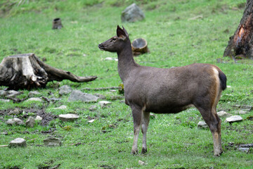 Reindeer in Forest – Festive Holiday Season Symbol
