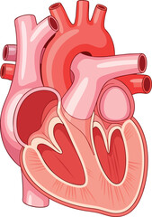 A stylized anatomical cutaway view of a heart featuring various vessels and chambers in shades of pink and red