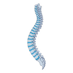 Spine illustration showing vertebral bones connected by blue discs