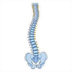The spinal column is depicted with a visible curvature connected to the pelvic bone at the base