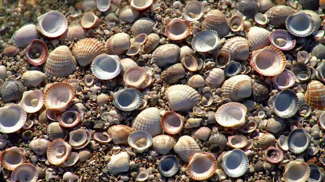 Seashells on the Shore: An intricate display of seashells, scattered across the sandy shore. Each shell whispers tales of the ocean, their textures and forms creating a captivating display.