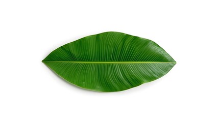 Fototapeta premium Green tropical leaf isolated on plain background, clean botanical photo
