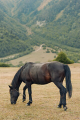 A graceful horse grazes in a quiet meadow beneath rolling hills, displaying calm poise and a serene natural scene with soft, natural light.