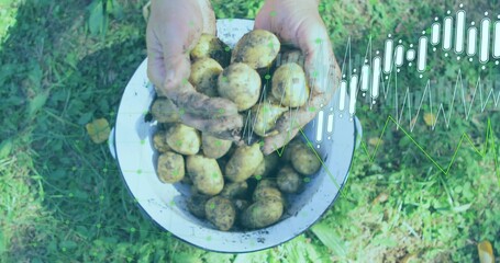 Muddy hands holding and emptying freshly harvested potatoes into white enamel bowl on garden plot
