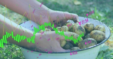 Handling muddy potatoes with hands in white enamel basin on garden grass, with candlestick overlay