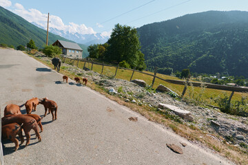 A group of brown dogs wander along a rural road in a mountain valley, with a rustic house and a wooden fence beside a scenic hillside.