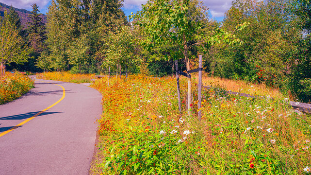 Colorful summer wildflowers on the Valley Trail that runs throughout Whistler, BC and is popular with walkers and cyclists alike.
