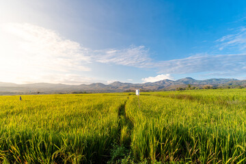 A vibrant, eye-level shot of a lush green rice field with a scenic mountain range in the distance. The warm morning light illuminates the stalks, creating a serene and beautiful natural landscape.
