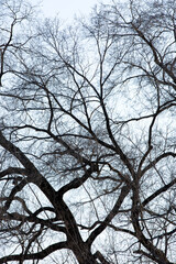 Stark Bare Tree Branches in Winter Sky Scene