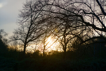 Sunset Light Filtering Through Bare Trees in Quiet Forest
