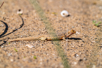 Full-body side profile of a Liolaemus bisignatus lizard on the fine sand of the Atacama Desert, near Copiapó.