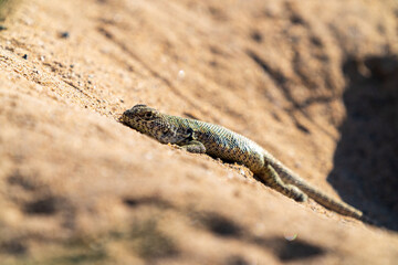 A slender lizard with mottled green and gray scales resting on an incline of fine, sunlit sand, perfectly camouflaged in the Atacama Desert landscape.
