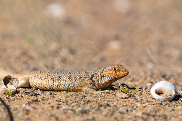 A close-up of a brightly colored Chilean lizard blending into the sandy ground, flanked by two small white shells, under the intense sun of the Atacama Desert.