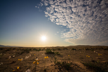 The sun shines brightly over the blooming Atacama Desert, with an expansive blue sky and dynamic altocumulus clouds.