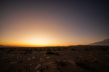 A tranquil desert landscape at sunset, showcasing the vibrant orange and blue sky over the blooming Atacama Desert.