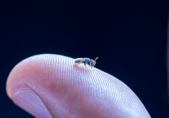 A striking macro close-up of a tiny bee on a human thumb, with the intricate ridges of the fingerprint clearly visible in sharp focus.