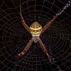 St Andrew’s Cross spider (Argiope keyserlingi)