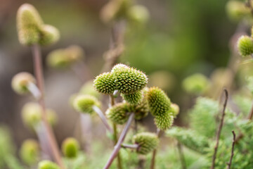 A macro shot of a unique, spiky green desert plant, with its distinctive texture and shape standing out against a soft, blurred background.