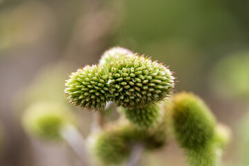 A macro close-up highlighting the spiky, textured surface of a striking green desert plant from the Atacama's rare flowering season.
