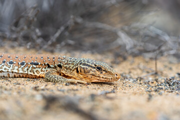 A macro close-up of a Callopistes maculatus lizard's distinctive patterned skin as it rests on the desert floor, with sandy details.
