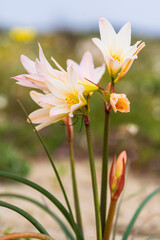 A softly lit close-up of three pale peach and yellow Añañuca flowers with a striking unopened bud in the foreground, emerging from the sandy coastal terrain near Huasco.