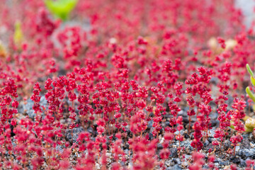 A vibrant macro close-up of delicate red flowers from a desert plant thriving on the rocky ground of the blooming Atacama Desert.