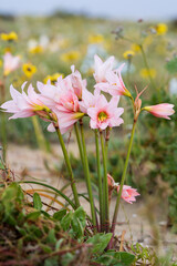 A vibrant vertical close-up of several stalks of A&ntilde;a&ntilde;uca flowers in varying shades of pink, with bright green foliage and a backdrop of yellow wildflowers on the Huasco Coast dunes.