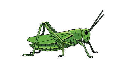 Fototapeta premium Detailed cartoon illustration of a bright green grasshopper on a clean white backdrop for entomology studies