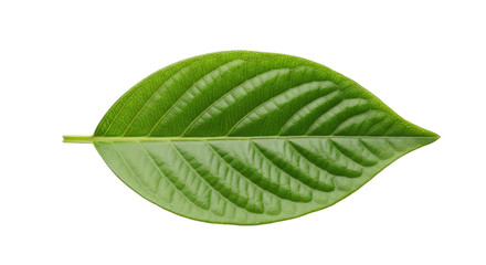 Obraz premium A Single Green Leaf Isolated on Transparent Background, Revealing Intricate Veins and Smooth Surface, Perfect for Nature-Themed Projects and Botanical Illustrations