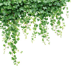 Fototapeta premium green leaves on white background