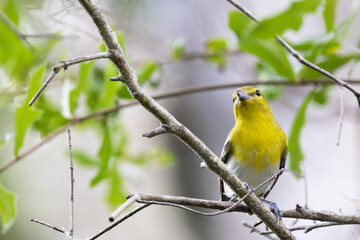 Fototapeta premium A yellow-throated vireo (Vireo flavifrons) in Sarasota, Florida
