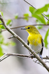 A yellow-throated vireo (Vireo flavifrons) in Sarasota, Florida