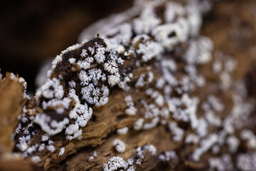 Interesting fungi in Highlands Hammock State Park, Florida