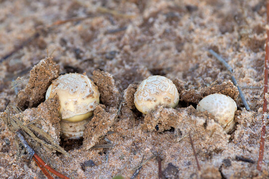 Three small white mushrooms emerging from the forest floor at Highlands Hammock State Park, Florida - Powered by Adobe